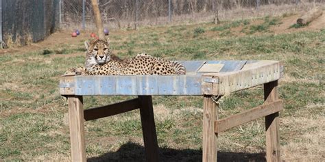 cheetah cubdate video.